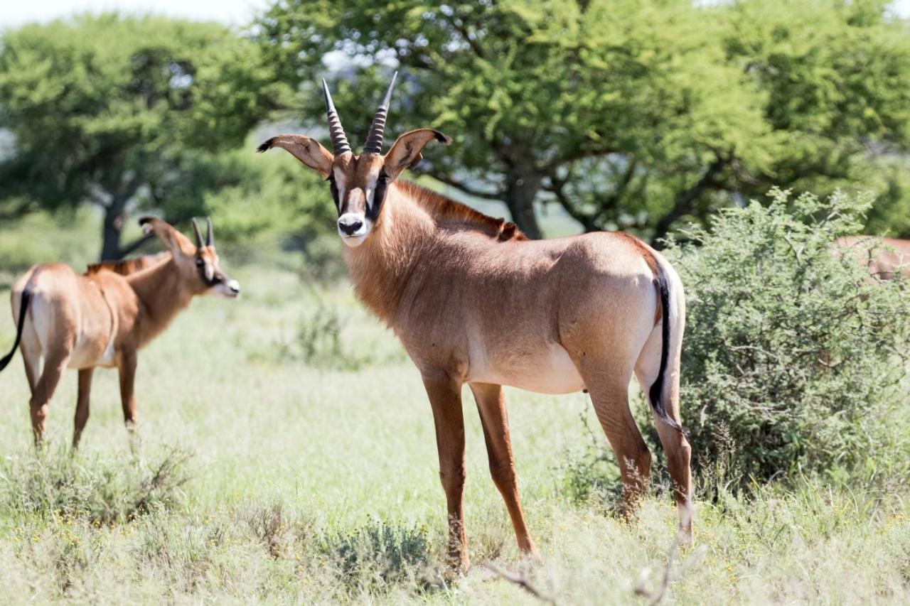 Wag N Bietjie Bush Lodge Heuningneskloof Екстер'єр фото